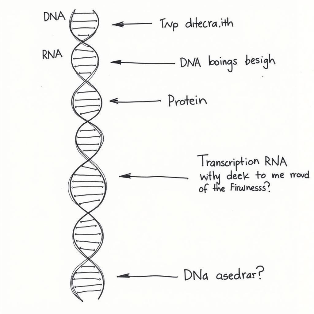 Chức năng của ADN