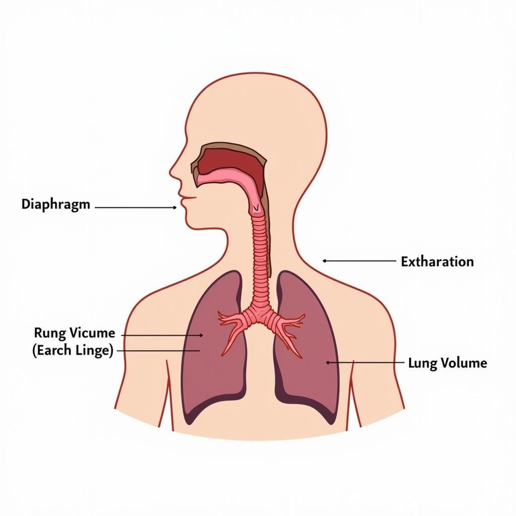 Hình ảnh minh họa vai trò của phổi trong hô hấp