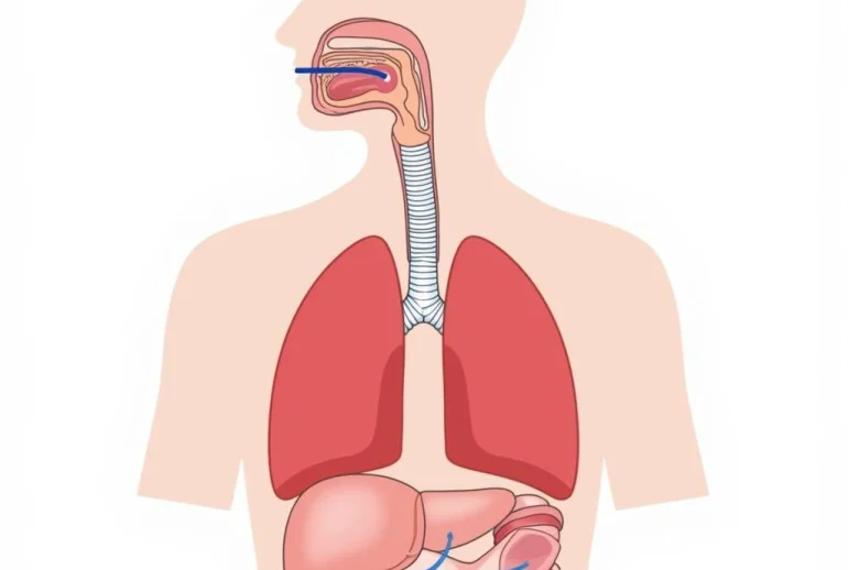 Giải Bài Tập Sinh Học 8 Trang 143 Bài 2: Hệ Hô Hấp