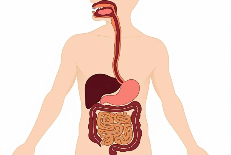 Quá trình tiêu hóa thức ăn